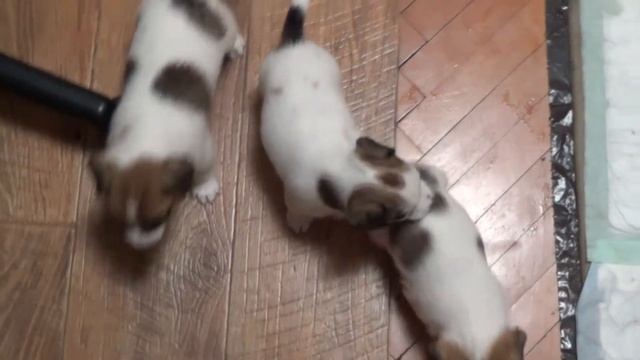 Щенки Джек Рассел, первый месяц смотреть онлайн