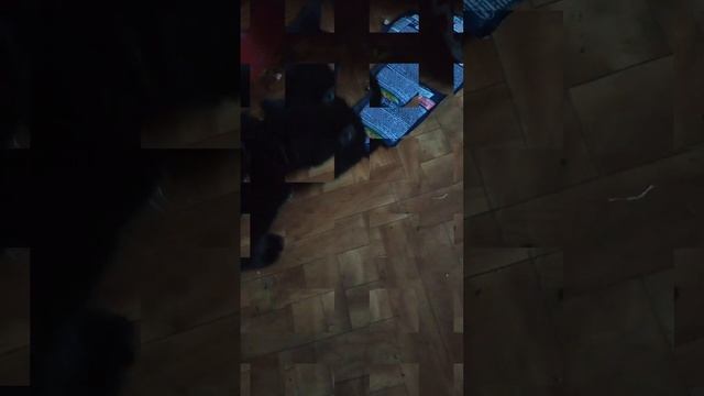 Пытается сам достать корм! #живойзвук #животное смотреть онлайн