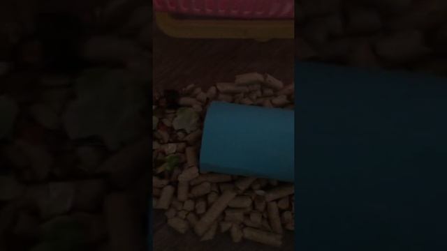 Как перевозить хомяка?? смотреть онлайн