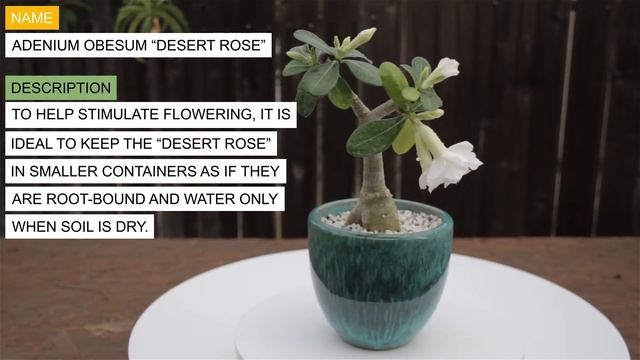 Adenium Obesum “Desert Rose” White