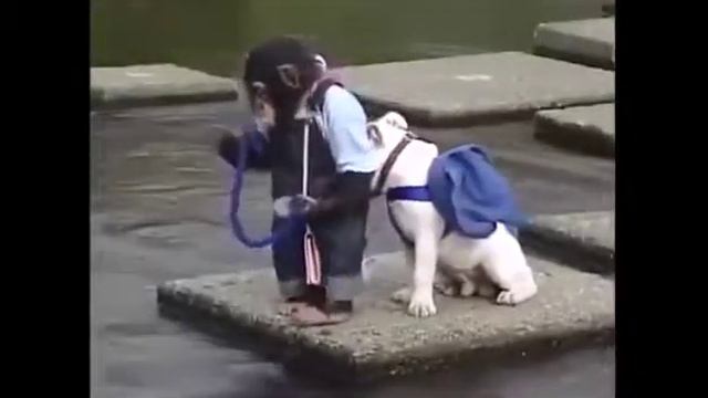 Не бросил друга!!!Очаровательная дружба маленького шимпанзе и собаки... смотреть онлайн