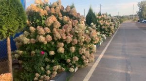 Полар Бир ( Polar bear )метельчатая гортензия!Полярный медведь! Одна из лучших гортензий в мире!