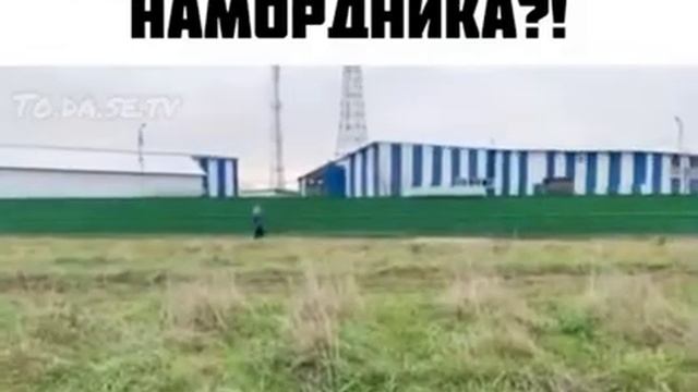 Прикол ? собака без намордника, беги дорогая беги! смотреть онлайн