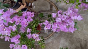 Зимнее цветение бугенвилии сорта Arborea