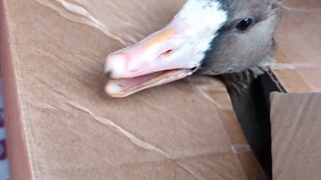 09.10.23. белолобый гусь. молодой. смотреть онлайн