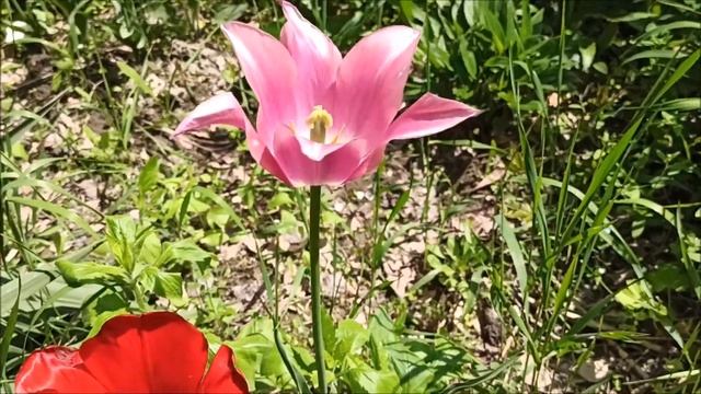Дачный сезон начался.✅ Цветущий сад.??? Нальчик (май 2021г.)✅ смотреть онлайн