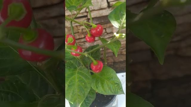 Habanero Rijo Savina Cherry В@Е_mini Habanero Rojo острый перец, урожай