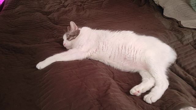 20.09.22.Кот Мурзик не хочет подстригать ногти🐱 смотреть онлайн