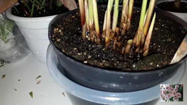 КОМНАТНЫЕ ЦВЕТЫ.УХАЖИВАЮ ЗА РАСТЕНИЯМИ. смотреть онлайн