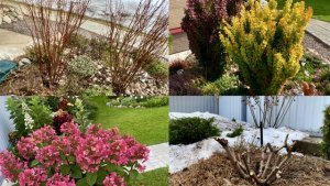 Весенняя обрезка Гортензии и Барбариса/ часть Пеларгоний переехала из дома в теплицу:??