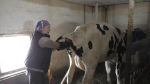 Искусственное осеменение коров/Учимся на нашей Стрекозе/Сосуд Дьюара YDS-10