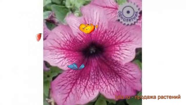 Петуния грандифлора Вишневые Жилки ? обзор: как сажать, семена петунии Вишневые Жилки смотреть онлайн