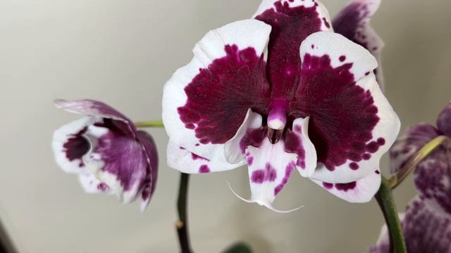 ORCHIDS. NEW ORCHIDS AGAIN! смотреть онлайн