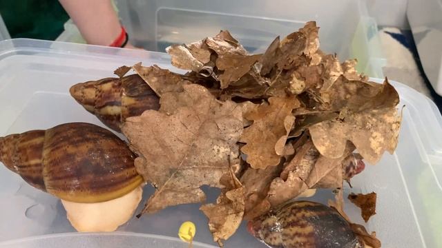 УЛИТКИ | ОГРОМНЫЕ УЛИТКИ | смотреть онлайн