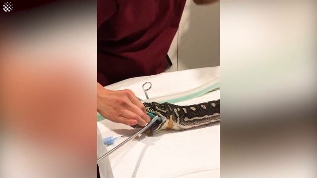 Python Swallows Entire BEACH TOWEL, Vets Step In To Extract It. смотреть онлайн