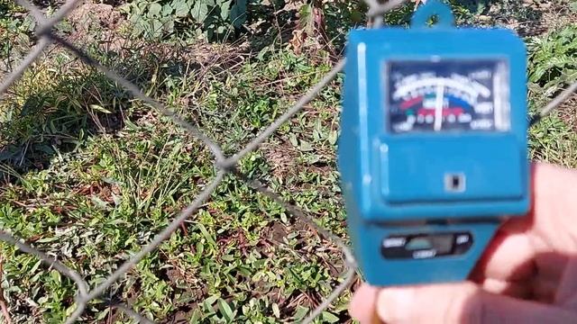 правильный полив голубики