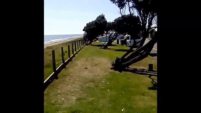 Wind swept pohutukawa tree (Metrosideros excelsa) on coast of Paraparaumu смотреть онлайн