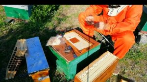 Вывод маток в соте Никот с хорошим результатом