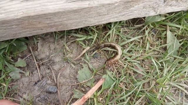 на рыбалке встретили неизвестно что. на колтушском озере смотреть онлайн