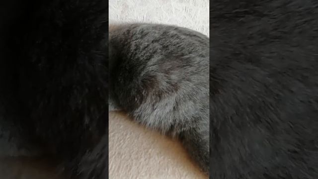 Как шевелятся котята в животе у беременной кошки смотреть онлайн