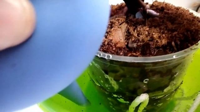 Первый полив орхидеи после пересадки смотреть онлайн