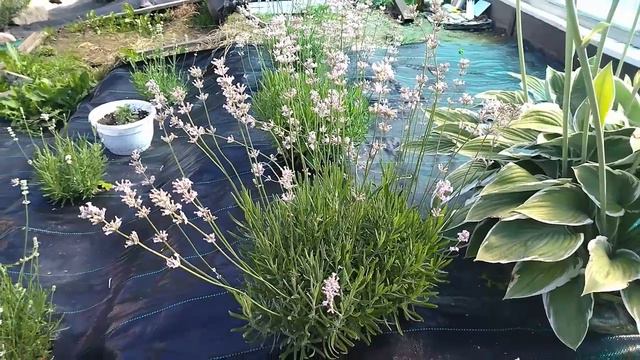 Чужой Голос