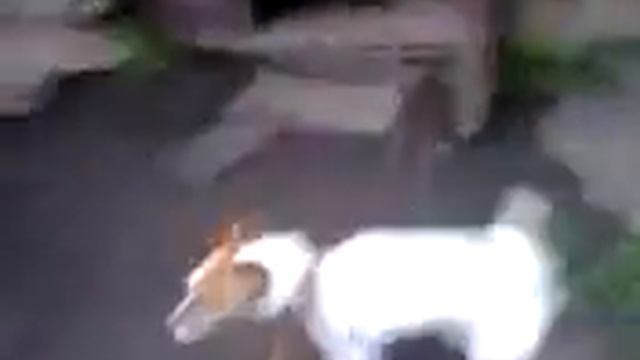 джек рассел терьер смотреть онлайн