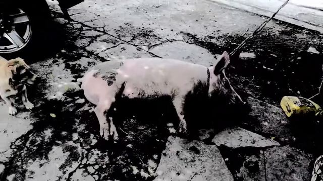 THEY ATE OUR PIG :( смотреть онлайн
