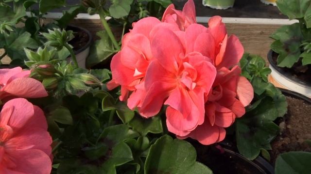 Pelargonium Peltatum 'Grandeur Ivy Salmon'