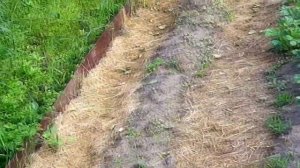 Эксперимент посадки картошки "королева Анна"