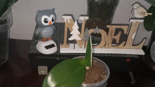 #ОРХИДЕИ?:
Чармер раз и Чармер два:от печали до радости☺️/#Цветонос -нежданчик? смотреть онлайн