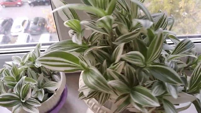 Традесканция Альбифлора. смотреть онлайн