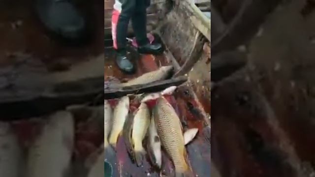 Ловля рыбы с помощью бакланов. Angeln Mit Kormoran