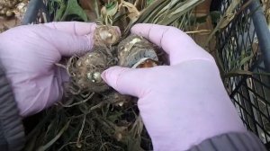 Каллы, подготовка клубней к зимнему хранению.Есть важный момент.