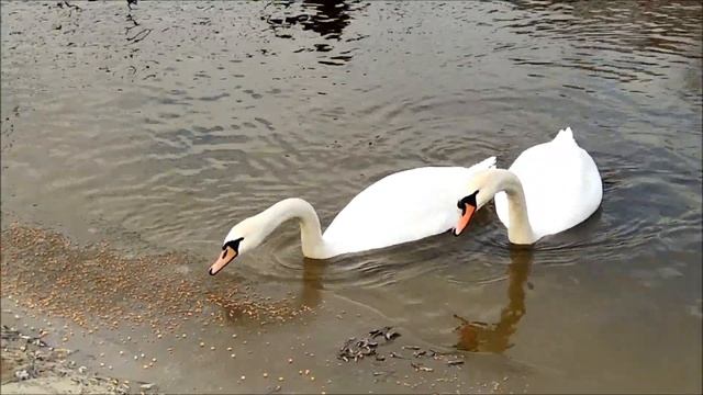 Short meditation to end the day. Swans смотреть онлайн