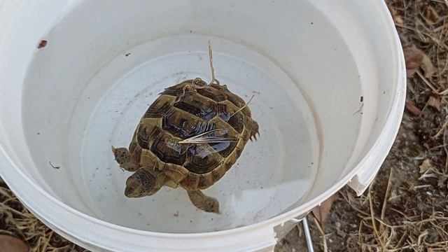 СУХОПУТНАЯ ЧЕРЕПАХА ПЛАВАЕТ смотреть онлайн