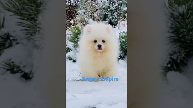 Девочка #angelsempire #мимими #pomeranian #купитьшпица #померанскийшпиц #mini #dog #домашниеживотны смотреть онлайн