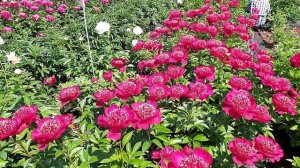 Любимые пионы с японской формой цветка / Сад Ворошиловой