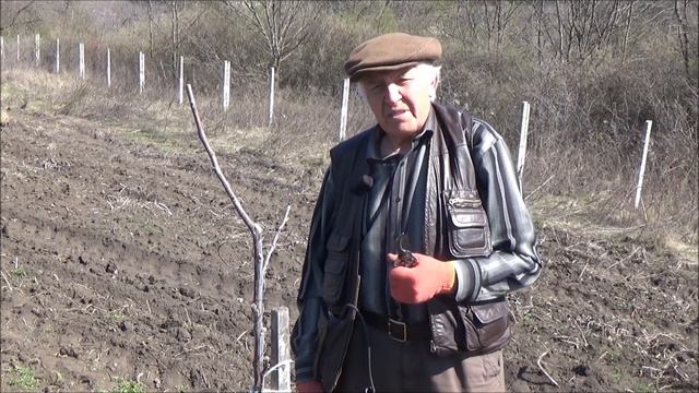 Брянский латеральный в маточно черенковом саду Март 2020 смотреть онлайн