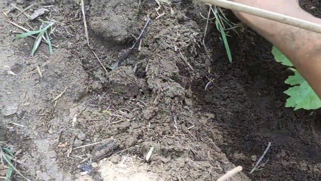 HOW TO APPLY VERMICAST ORGANIC FERTILIZER + D.I.Y CHICKEN NET CAGE @Rsb смотреть онлайн