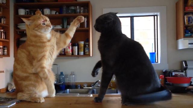 Такой драки котов вы не видели смотреть онлайн