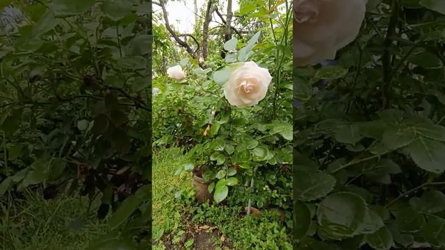 С праздником!Всему миру Мир!!! #кубань #праздник 🧡🎈🎈🎈🌹🌹🌹 смотреть онлайн