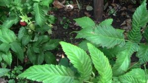 Новые растения на даче! Ежеклубника или гибрид ежевики и клубники. Дачникам смотреть!!!