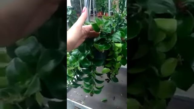 эсхинантус мона лиза смотреть онлайн