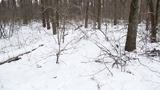 Следы диких животных. Косули зимой. смотреть онлайн
