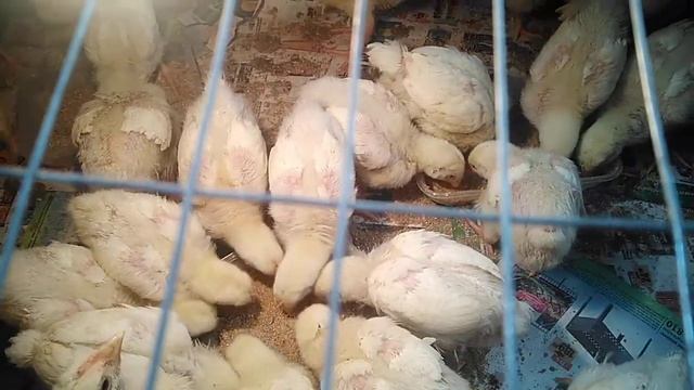 2 недельный Бройлер Росс 308