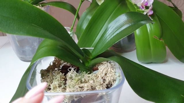 Восстановить ТУРГОР листьев ОРХИДЕИ || КОРНИ и тургор орхидеи как связаны смотреть онлайн