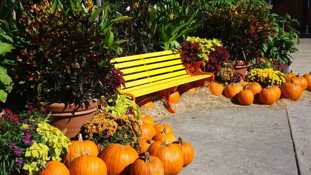 Fall Season: Autumn soft slow music #1 relax calm pumpkins flowers relaxing harvest calming смотреть онлайн