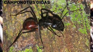 Самые большие муравьи в мире!