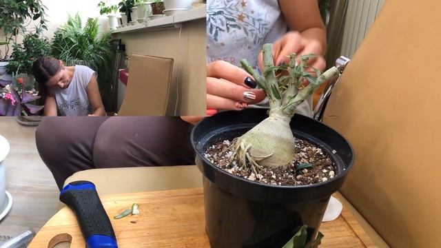 КАК ЛЕГКО ПРИВИТЬ ТРИ АДЕНИУМА ЗА 20 МИНУТ | Редакция 2021 год смотреть онлайн